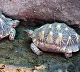 Man arrested in UP's Kanpur with 171 protected Indian Roofed Turtles