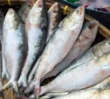 Fresh fish buying tips to ensure quality and safety