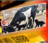 Brutal murder over two goat kids incident in Nellore district