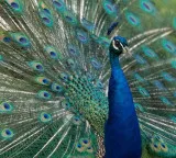 Peacock secrets and interesting facts about their colorful feathers