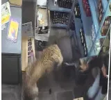 Leopard enters wine shop in Rajasthan CCTV footage of the chaos