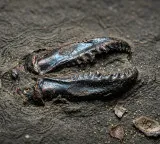 Worm jaws made of zinc shocking facts revealed in research