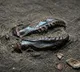 Worm jaws made of zinc shocking facts revealed in research