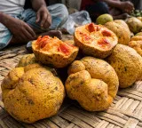 Butter Fruit of the jackfruit family is a nutritional powerhouse but is going extinct