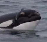 Mother whale carried dead calf for 17 days a story of motherhood that moved the world