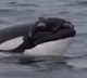 Mother whale carried dead calf for 17 days a story of motherhood that moved the world
