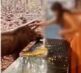Tirumala woman performs puja to wild boar TTD officials warn over viral video
