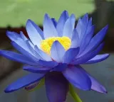Lotus Flower memory loss myth debunked by medical experts
