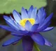 Lotus Flower memory loss myth debunked by medical experts