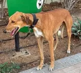 Jaipur Municipal Corporation issues new rules for pet registration and fines