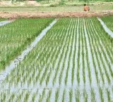 Good news for Telangana farmers as Center gives green signal for additional paddy procurement