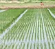 Good news for Telangana farmers as Center gives green signal for additional paddy procurement