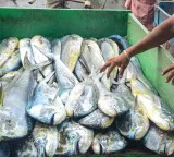 Centre releases Rs 2,208.74 crore to states for big push to fisheries sector