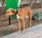 Register your pet or pay Rs 5,000 as JMC rolls out new rules