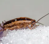Cockroaches prevention guide for a hygienic kitchen