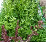 6 foods to boost immunity during the rainy season