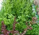 6 foods to boost immunity during the rainy season