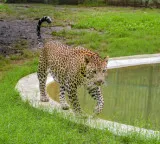 Leopard drags sleeping child from home in Pune; found dead in sugarcane field