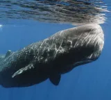 Sperm Whale vertical sleeping habit surprises scientists in new study