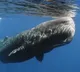 Sperm Whale vertical sleeping habit surprises scientists in new study