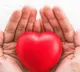 Yale University Research Reveals Heart Has Its Own Mini Brain