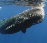 Sperm Whale vertical sleeping habit surprises scientists in new study