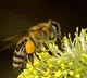 Tetragonula yikhumensis another stingless bee is Indias largest