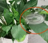 Phantom Twist Invisible drone makes detection nearly impossible through spinning