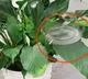 Phantom Twist Invisible drone makes detection nearly impossible through spinning
