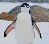 Emperor Penguin fathers protect eggs in extreme Antarctic cold without food