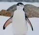 Emperor Penguin fathers protect eggs in extreme Antarctic cold without food