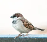 Sparrows become a threat to North America after being introduced for pest control
