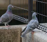 Hyderabad Pigeon Menace Leads to Huge Demand for Safety Nets
