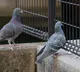Hyderabad Pigeon Menace Leads to Huge Demand for Safety Nets