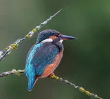 Scientists decode the secret language of bird songs