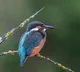 Scientists decode the secret language of bird songs