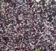 International media special reports on Indian student movement