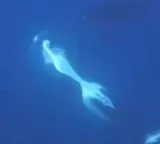 Killer Whale rams and explodes Sunfish rare hunt caught on camera