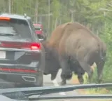 Unexpected scene in traffic jam Bison attacks SUV car