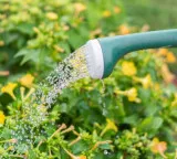 Watering Plants Why Morning is the Ideal Time for Healthy Growth