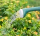 Watering Plants Why Morning is the Ideal Time for Healthy Growth