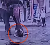 Elephant kills man while feeding jaggery horrifying CCTV footage recorded