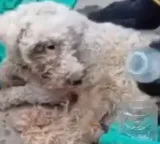 Bailey the dog survives 29 days under Venezuela earthquake rubble