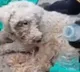 Bailey the dog survives 29 days under Venezuela earthquake rubble
