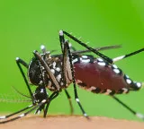 Mosquito elimination with mosquitoes a super success experiment