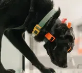 10 minute cancer risk test using dogs by Bengaluru startup