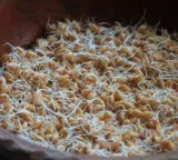 Fenugreek sprouts benefits for managing diabetes naturally