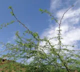 Prosopis juliflora brought by British 140 years ago is it a boon or bane for India