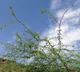 Prosopis juliflora brought by British 140 years ago is it a boon or bane for India