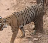 Andhra Pradesh working to strengthen tiger population in Easter Ghats: Pawan Kalyan
